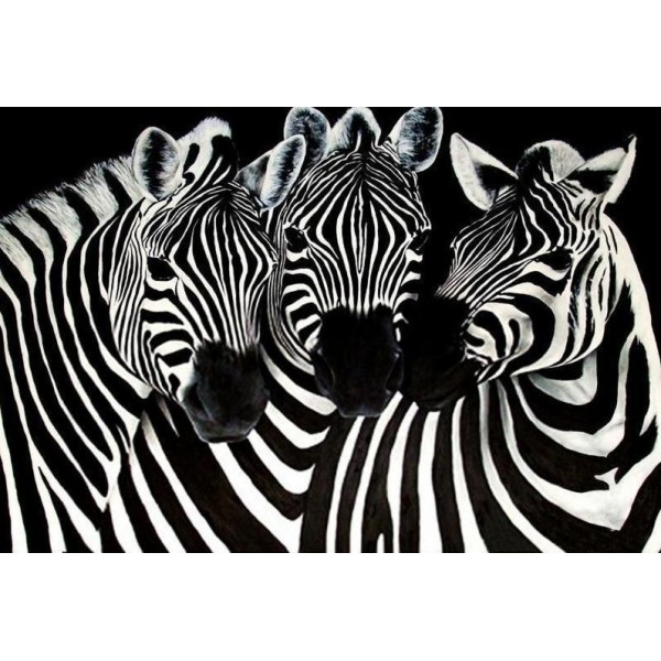 Tre zebra