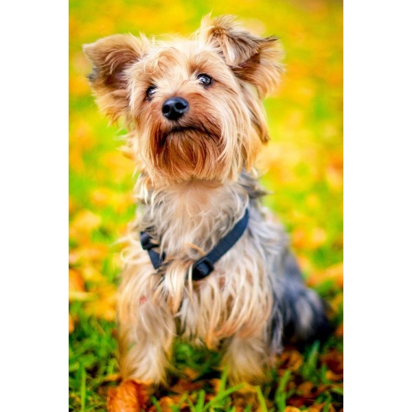 Yorkie in autunno